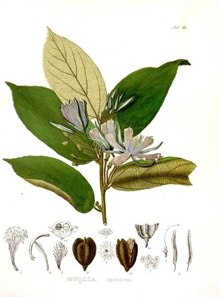 Illustration Palnt Nova Genera Species Plantarum Quas Itinere Brasiliam — Photo