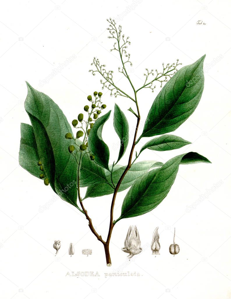 Illustration of palnt. Nova genera et species plantarum :quas in itinere per Brasiliam