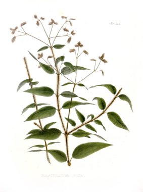 Palnt İllüstrasyon. Nova cinsi et türleri plantarum :Brasiliam başına itinere quas