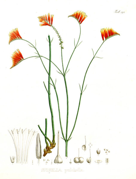 Illustration of palnt. Nova genera et species plantarum :quas in itinere per Brasiliam