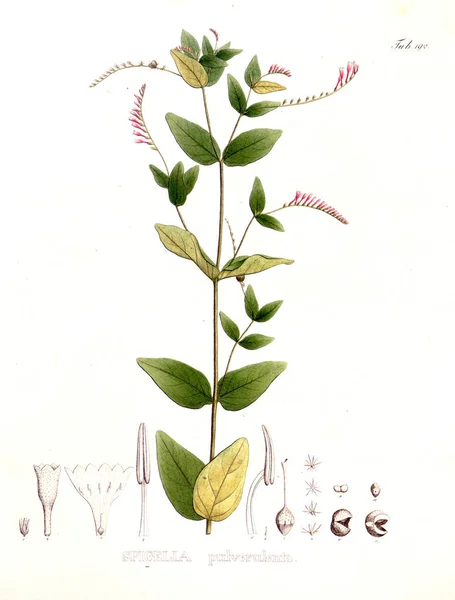 Illustration Von Palnt Nova Genera Species Plantarum Quas Itinere Brasiliam — Stockfoto