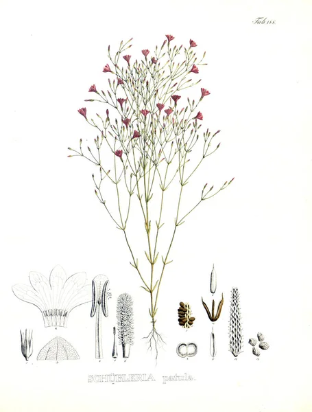 苍白的插图 新属和物种植物 每巴西利亚的海角Quas — 图库照片