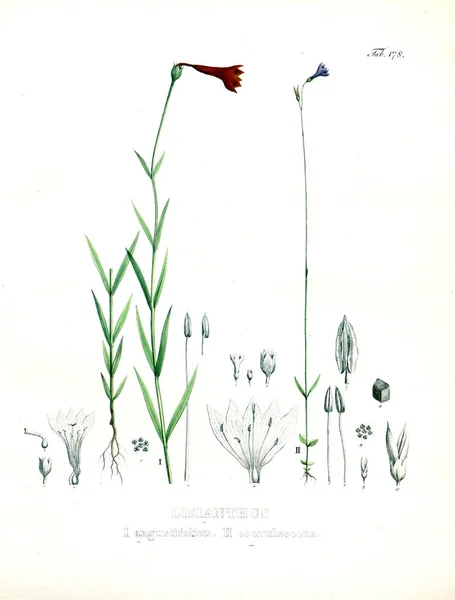 Illustratie Van Palnt Nova Genera Soorten Plantarum Quas Itinere Brasiliam — Stockfoto