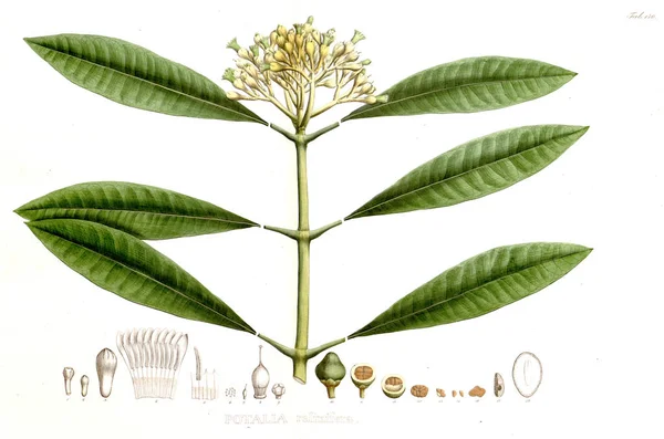 Ilustracja Palnt Nova Rodzajów Gatunki Plantarum Quas Itinere Brasiliam — Zdjęcie stockowe