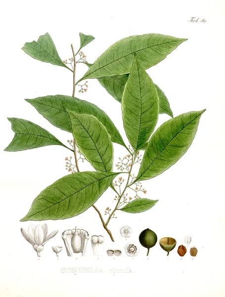 Illustrazione Palnt Nova Generi Species Plantarum Quas Itinere Brasiliam — Foto Stock