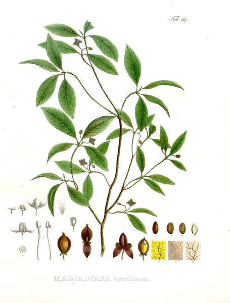 Иллюстрация Пальнта Nova Genera Species Plantarum Quas Itinere Brasiliam — стоковое фото