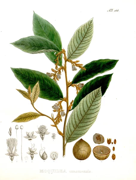 Ілюстрація Обпеченого Нові Роди Види Plantarum Quas Бразилії — стокове фото