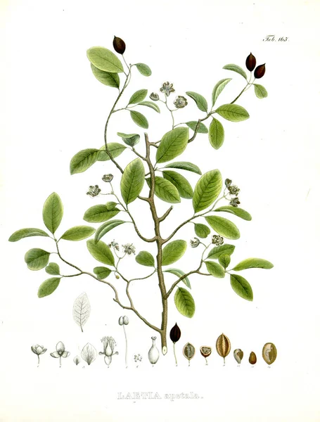 Ilustración Pálido Nova Genera Species Plantarum Quas Itinere Brasiliam — Foto de Stock
