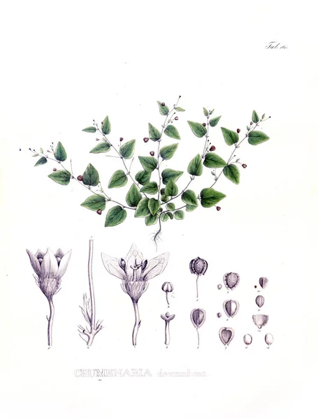 Ilustração Palnt Nova Genera Species Plantarum Quas Itinere Brasiliam — Fotografia de Stock
