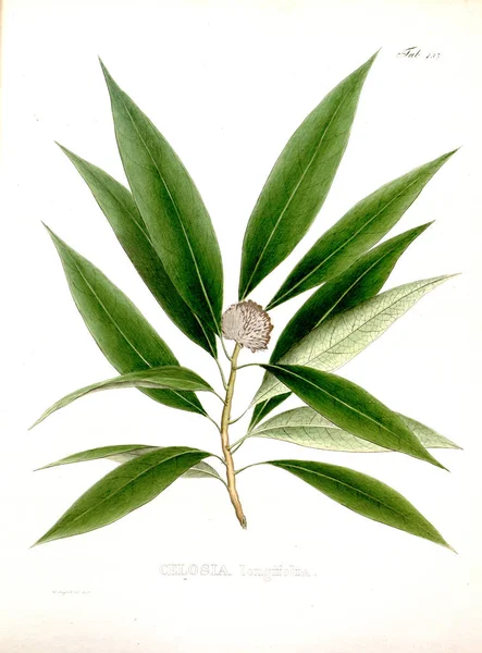 Illustration Palnt Nova Genera Species Plantarum Quas Itinere Brasiliam — Stock Photo, Image
