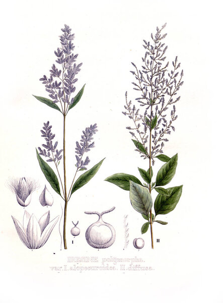 Illustration of palnt. Nova genera et species plantarum :quas in itinere per Brasiliam