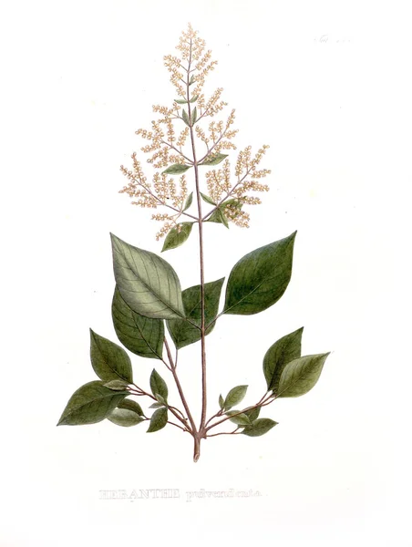 Illustration Von Palnt Nova Genera Species Plantarum Quas Itinere Brasiliam — Stockfoto