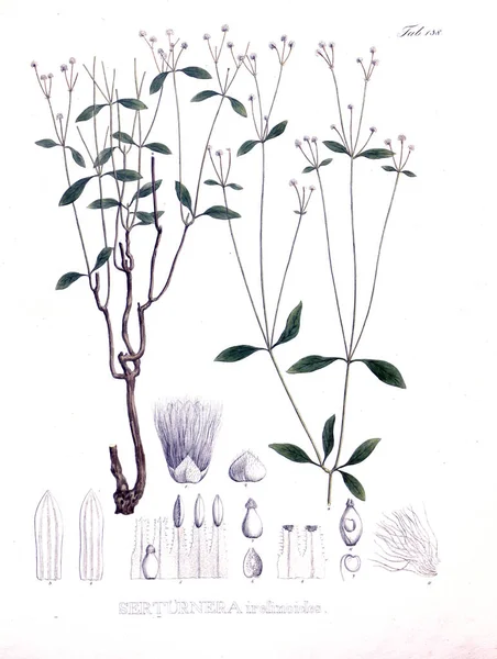 パルトのイラスト ノヴァ属の種植物 ブラジリアム当たりのイネレの準 — ストック写真