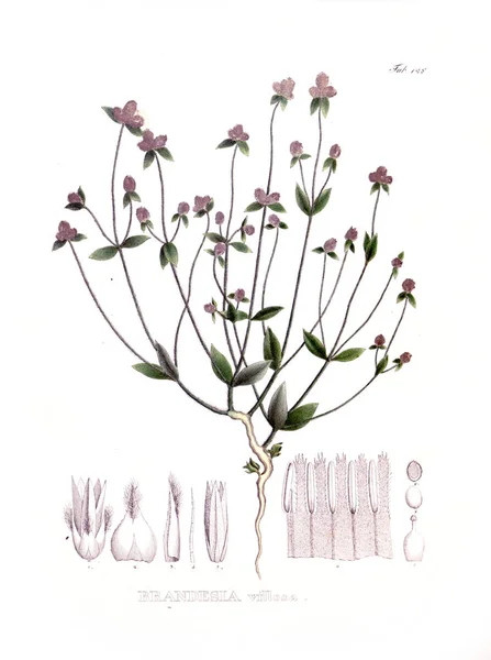 Illustration Von Palnt Nova Genera Species Plantarum Quas Itinere Brasiliam — Stockfoto