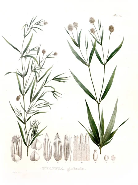 Illustration Palnt Nova Genera Species Plantarum Quas Itinere Brasiliam — Photo