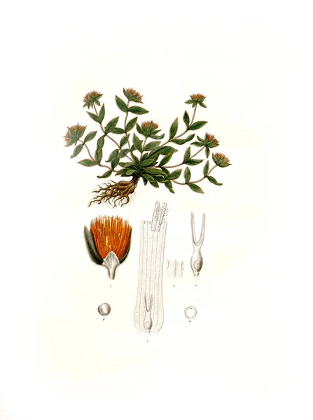 Illustration Von Palnt Nova Genera Species Plantarum Quas Itinere Brasiliam — Stockfoto