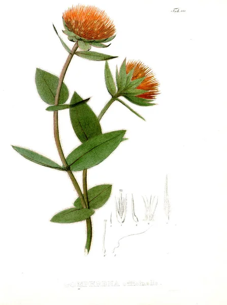 Illustration Palnt Nova Genera Species Plantarum Quas Itinere Brasiliam — Photo