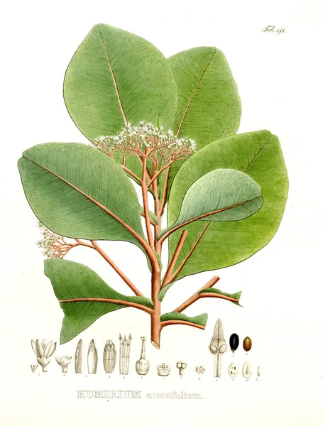 Illustrazione Palnt Nova Generi Species Plantarum Quas Itinere Brasiliam — Foto Stock