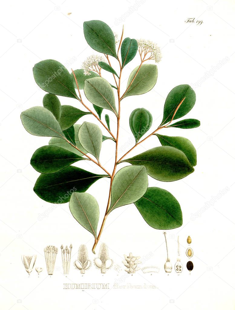 Illustration of palnt. Nova genera et species plantarum :quas in itinere per Brasiliam