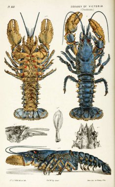 Hayvan Illustration. Doğa tarihi Victoria. Victoria zooloji Prodromus