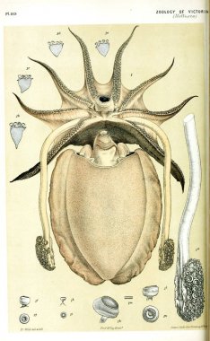 Hayvan Illustration. Doğa tarihi Victoria. Victoria zooloji Prodromus