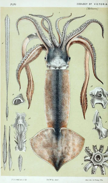 Illustratie Van Het Dier Natural History Victoria Prodromus Zoölogie Van — Stockfoto