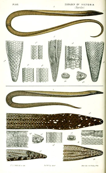 Ilustracja Zwierzęcia Historii Naturalnej Wiktorii Prodromus Zoologii Victoria — Zdjęcie stockowe