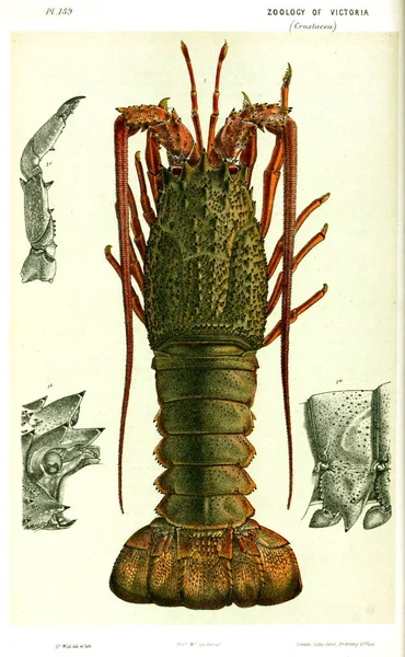 Ilustracja Zwierzęcia Historii Naturalnej Wiktorii Prodromus Zoologii Victoria — Zdjęcie stockowe