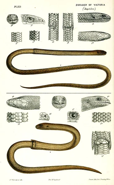 Illustrazione Dell Animale Storia Naturale Vittoria Prodromo Della Zoologia Vittoria — Foto Stock