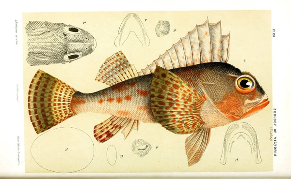 Illustratie Van Het Dier Natural History Victoria Prodromus Zoölogie Van — Stockfoto