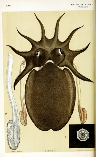 동물의 그림입니다 빅토리아의 역사입니다 빅토리아의 동물학의 Prodromus — 스톡 사진