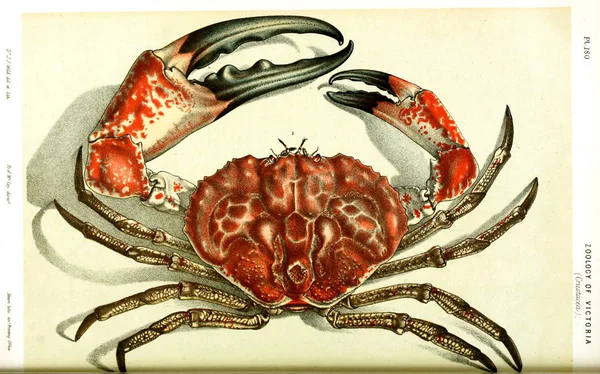 动物的例证 维多利亚的自然历史 维多利亚动物学的 Prodromus — 图库照片