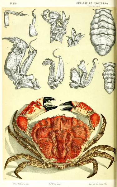 Illustrazione Dell Animale Storia Naturale Vittoria Prodromo Della Zoologia Vittoria — Foto Stock