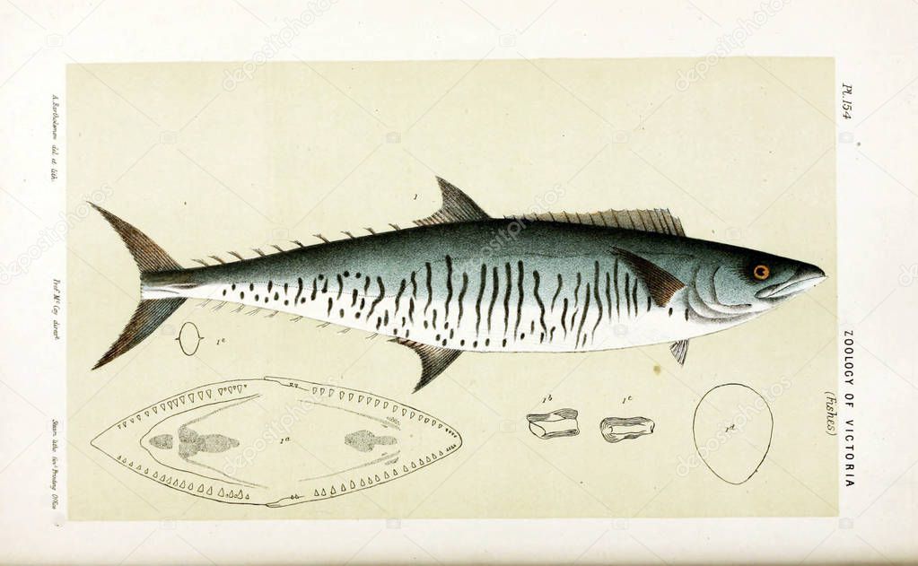Illustration of the animal. Natural history of Victoria. Prodromus of the zoology of Victoria