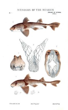 Hayvan Illustration. Doğa tarihi Victoria. Victoria zooloji Prodromus