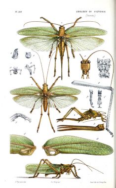 Hayvan Illustration. Doğa tarihi Victoria. Victoria zooloji Prodromus
