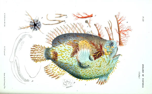 Illustration Djuret Naturhistoria Victoria Prodromus Zoologi Victoria — Stockfoto