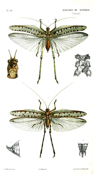 Illustration Djuret Naturhistoria Victoria Prodromus Zoologi Victoria — Stockfoto