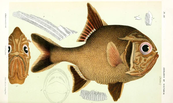동물의 그림입니다 빅토리아의 역사입니다 빅토리아의 동물학의 Prodromus — 스톡 사진