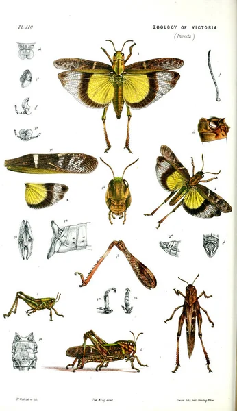 Ilustracja Zwierzęcia Historii Naturalnej Wiktorii Prodromus Zoologii Victoria — Zdjęcie stockowe