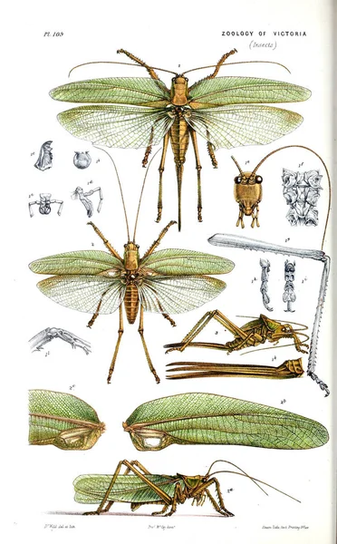 Ilustracja Zwierzęcia Historii Naturalnej Wiktorii Prodromus Zoologii Victoria — Zdjęcie stockowe