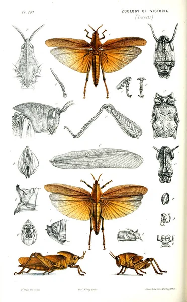 Illustration Des Tieres Naturgeschichte Der Viktoria Prodromus Der Zoologie Der — Stockfoto