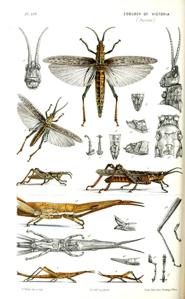Απεικόνιση Του Ζώου Φυσική Ιστορία Της Βικτώρια Της Ζωολογίας Της — Φωτογραφία Αρχείου