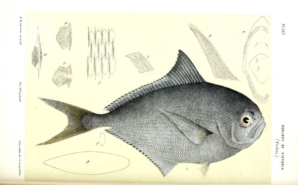 動物のイラスト ビクトリアの自然史 ビクトリアの動物の Prodromus — ストック写真