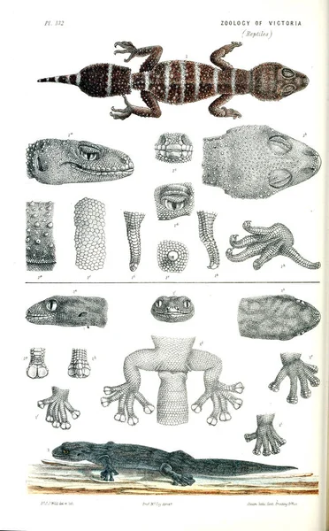 Illustratie Van Het Dier Natural History Victoria Prodromus Zoölogie Van — Stockfoto