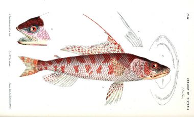 Hayvan Illustration. Doğa tarihi Victoria. Victoria zooloji Prodromus