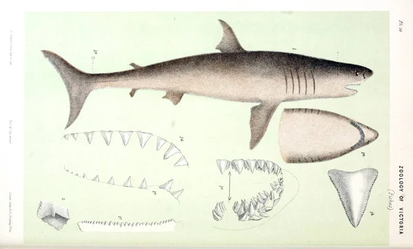 Illustratie Van Het Dier Natural History Victoria Prodromus Zoölogie Van — Stockfoto