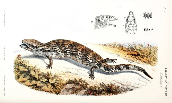 Ilustrace Zvířat Přírodní Historie Viktorie Prodromus Zoologie Victoria — Stock fotografie