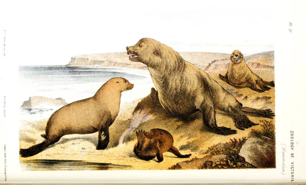 Απεικόνιση Του Ζώου Φυσική Ιστορία Της Βικτώρια Της Ζωολογίας Της — Φωτογραφία Αρχείου