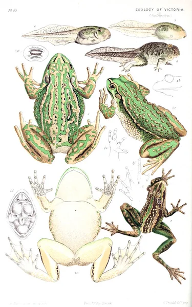 Illustration Djuret Naturhistoria Victoria Prodromus Zoologi Victoria — Stockfoto